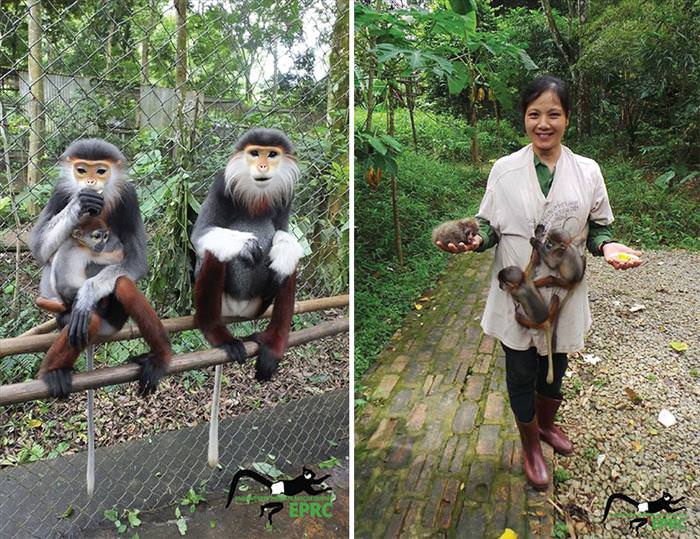 These Baby Monkey Bring Awareness To Endangered Primates