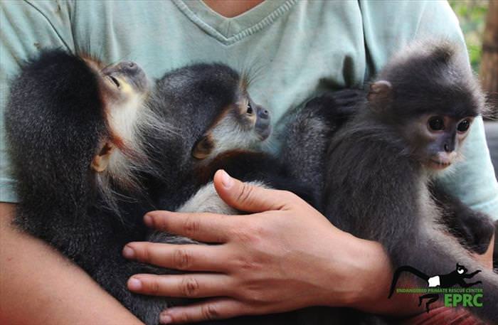 These Baby Monkey Bring Awareness To Endangered Primates