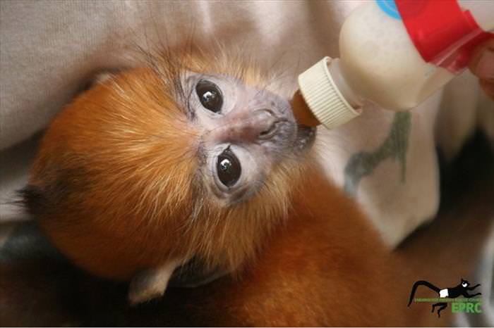 These Baby Monkey Bring Awareness To Endangered Primates