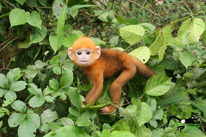 These Baby Monkey Bring Awareness To Endangered Primates