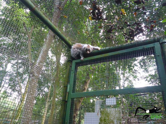 These Baby Monkey Bring Awareness To Endangered Primates