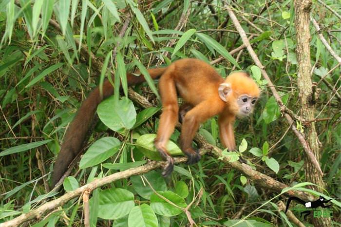 These Baby Monkey Bring Awareness To Endangered Primates