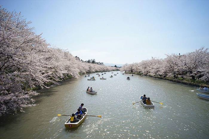 Japan's Cherry Blossoms Are the World's Most Beautiful Spring-Time Flowers