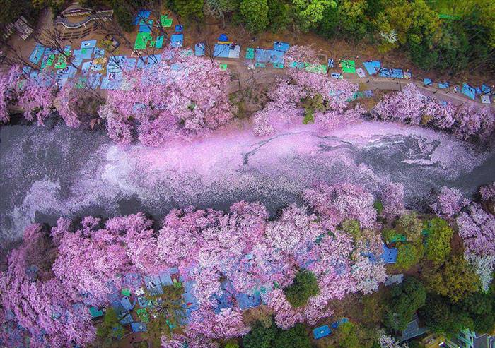 Japan's Cherry Blossoms Are the World's Most Beautiful Spring-Time Flowers