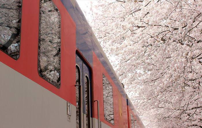 Japan's Cherry Blossoms Are the World's Most Beautiful Spring-Time Flowers