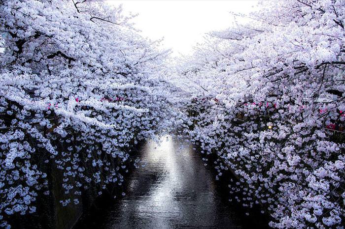 Japan's Cherry Blossoms Are the World's Most Beautiful Spring-Time Flowers