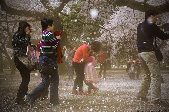 Japan's Cherry Blossoms Are the World's Most Beautiful Spring-Time Flowers