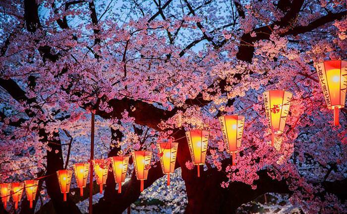 Japan's Cherry Blossoms Are the World's Most Beautiful Spring-Time Flowers