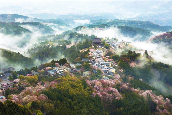 Japan's Cherry Blossoms Are the World's Most Beautiful Spring-Time Flowers