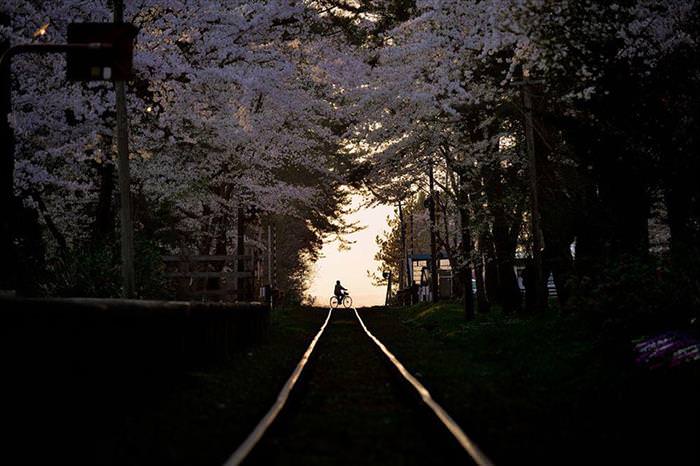 Japan's Cherry Blossoms Are the World's Most Beautiful Spring-Time Flowers