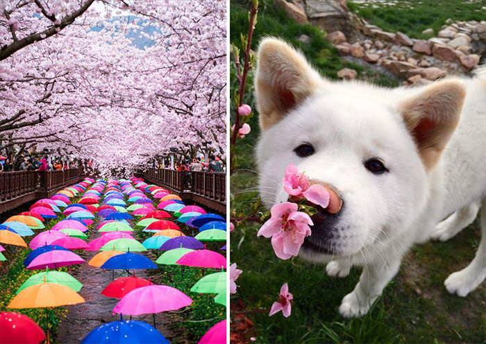 Japan's Cherry Blossoms Are the World's Most Beautiful Spring-Time Flowers