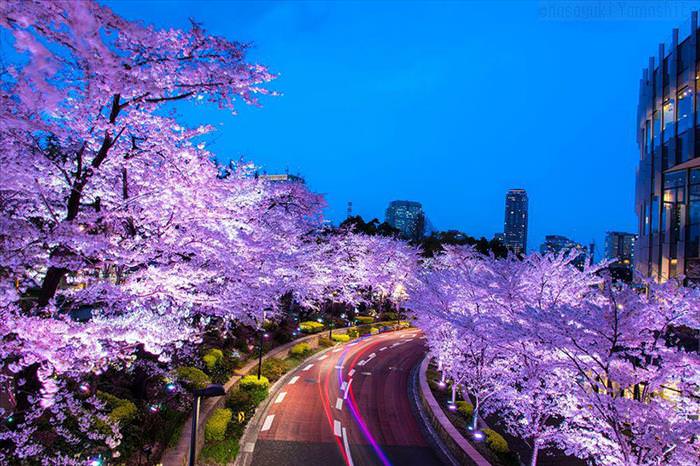 Japan's Cherry Blossoms Are the World's Most Beautiful Spring-Time Flowers