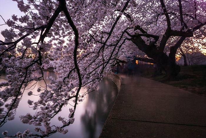 Japan's Cherry Blossoms Are the World's Most Beautiful Spring-Time Flowers