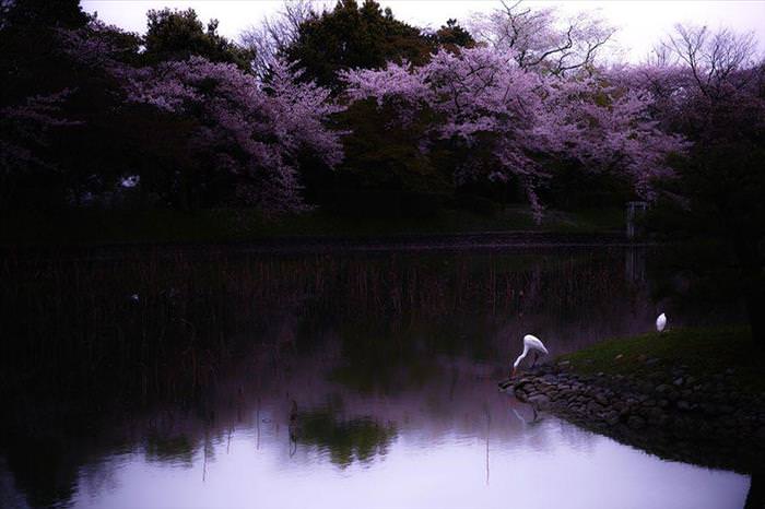 Japan's Cherry Blossoms Are the World's Most Beautiful Spring-Time Flowers