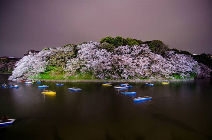 Japan's Cherry Blossoms Are the World's Most Beautiful Spring-Time Flowers