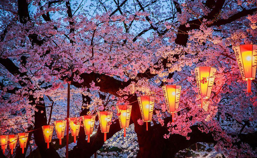 17 Beautiful Photos of Japan's Cherry Blossoms | Nature - BabaMail