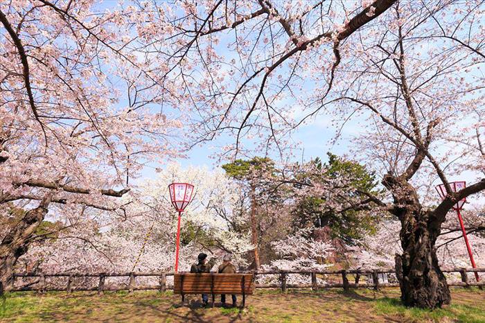 Japan's Cherry Blossoms Are the World's Most Beautiful Spring-Time Flowers