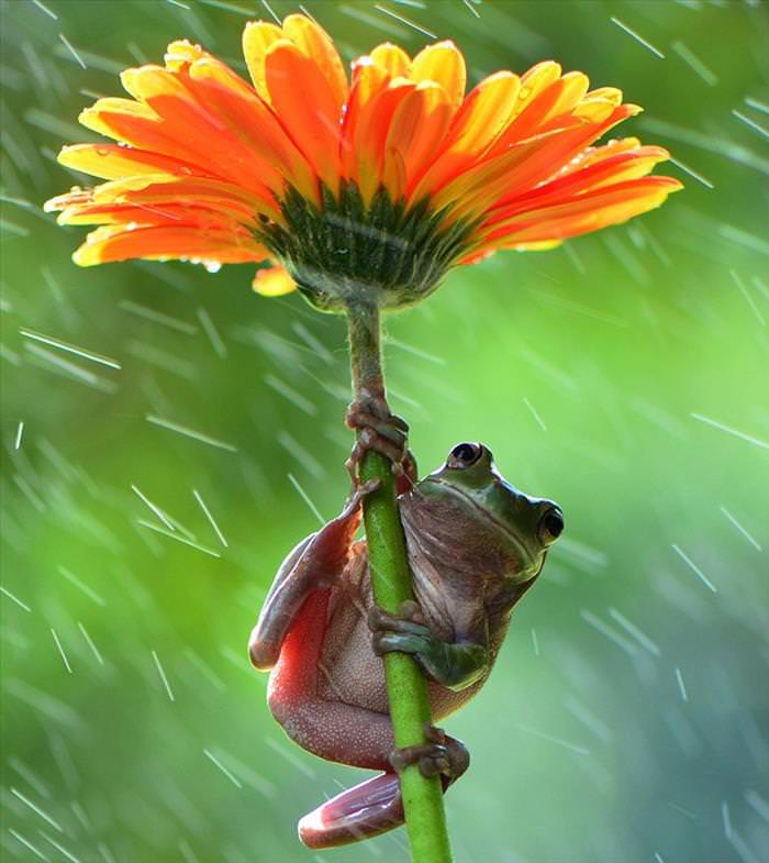 Animals Using Nature as their Umbrella