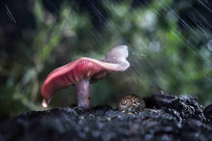 Animals Using Nature as their Umbrella