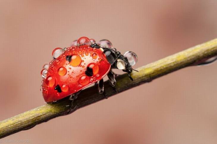 Ladybugs or Ladybirds