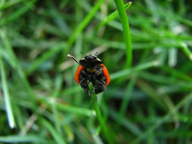 Ladybugs or Ladybirds