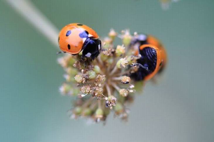 Ladybugs or Ladybirds