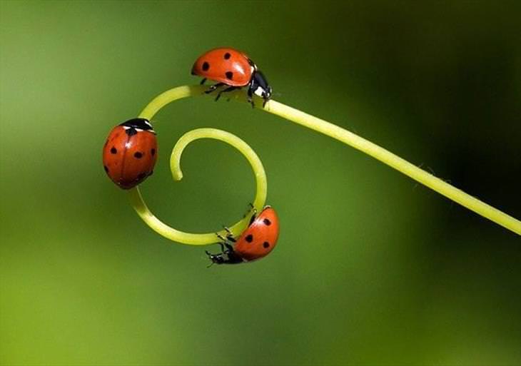 Ladybugs or Ladybirds