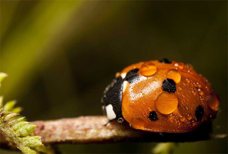 Ladybugs or Ladybirds