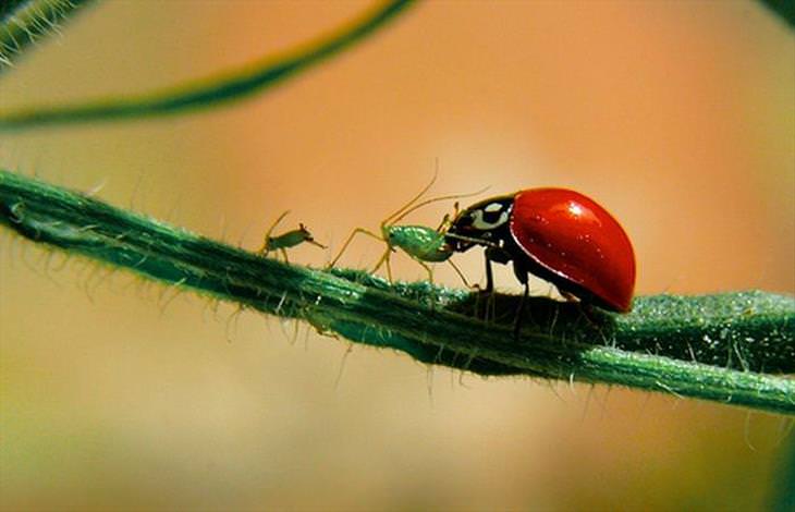 Ladybugs or Ladybirds