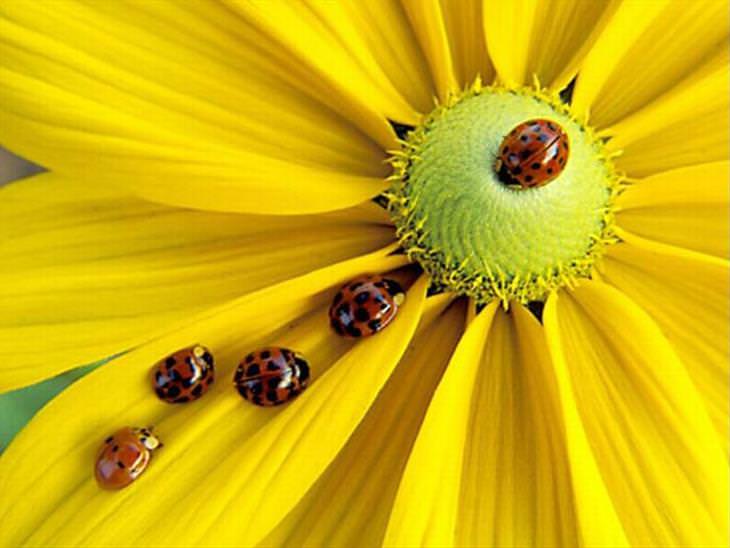 Ladybugs or Ladybirds