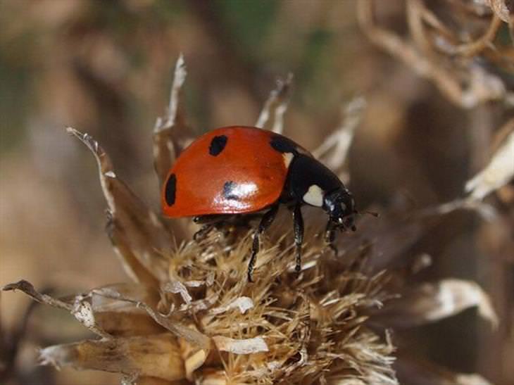 Ladybugs or Ladybirds