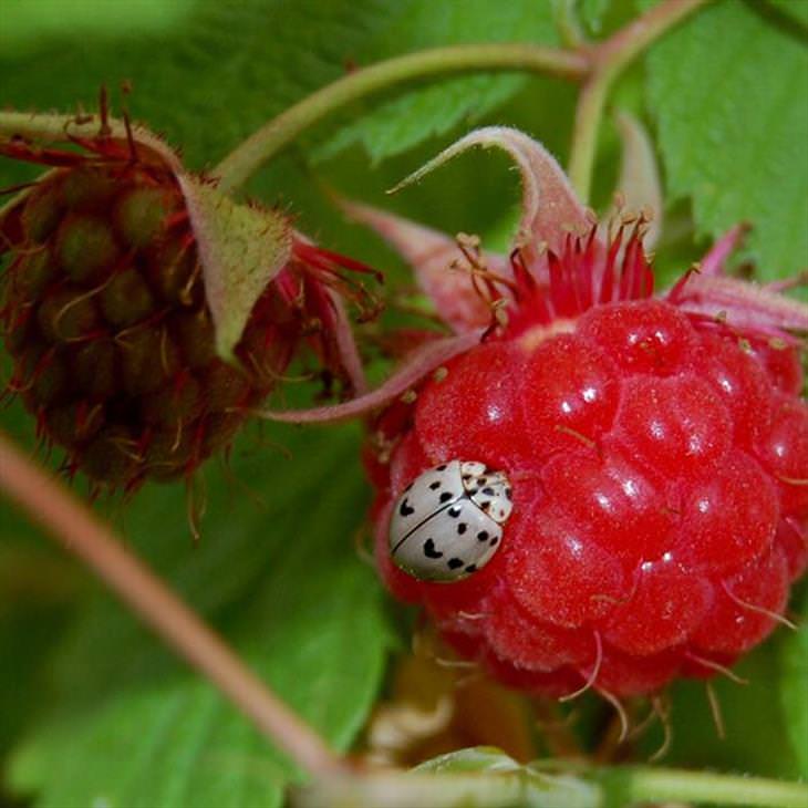 Ladybugs or Ladybirds