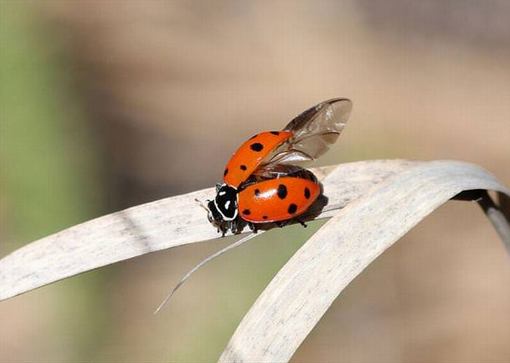 Ladybugs or Ladybirds