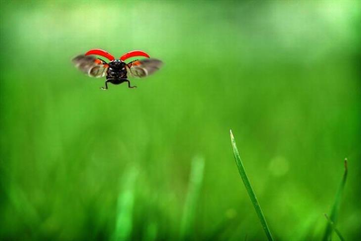 Ladybugs or Ladybirds