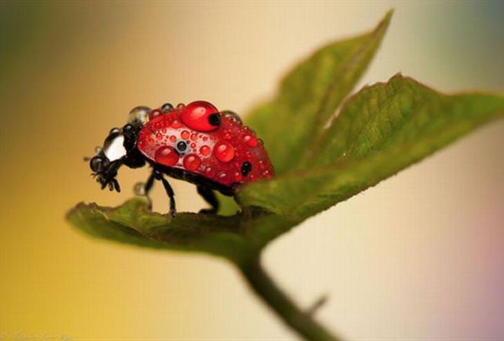 Ladybugs or Ladybirds