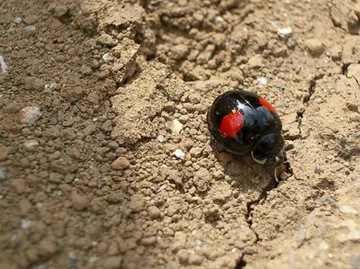 Ladybugs or Ladybirds