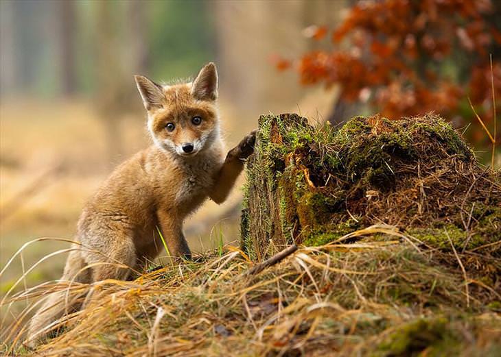 Baby Fox with leg on tree stump