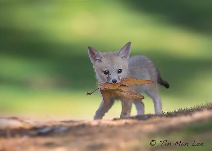 Baby Fox holding a leaf in its mouth