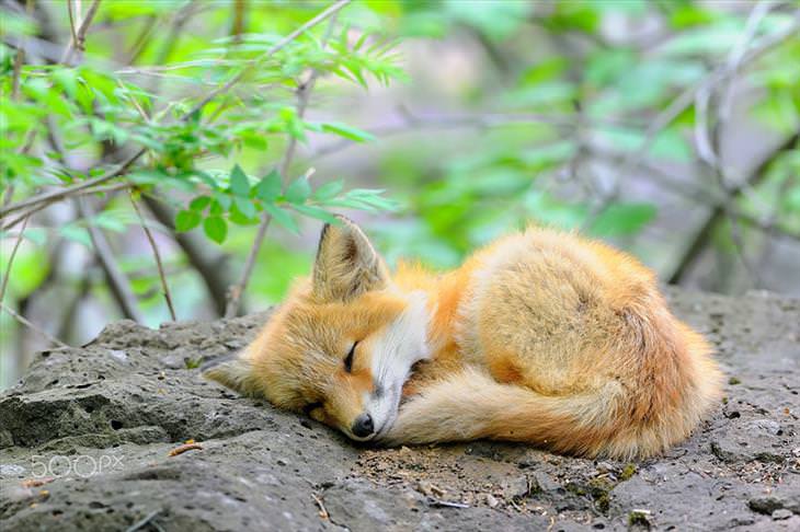 Baby Fox sleeping on a rock