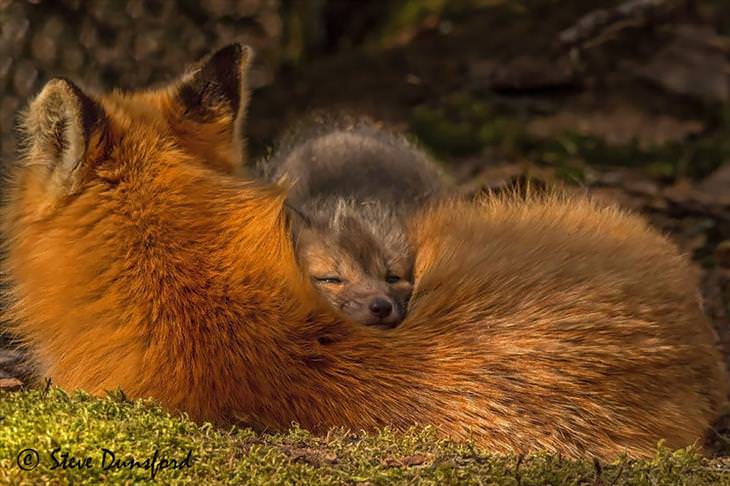 Baby Fox laying head on mother fox