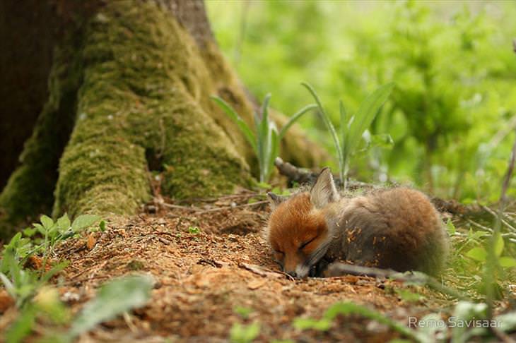 Baby Fox sleeping in the forest