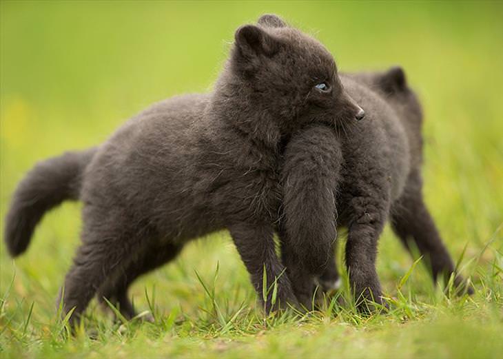 black Baby Foxes playing