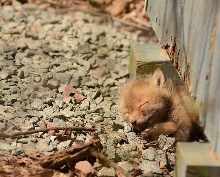 Baby Fox asleep on gravel