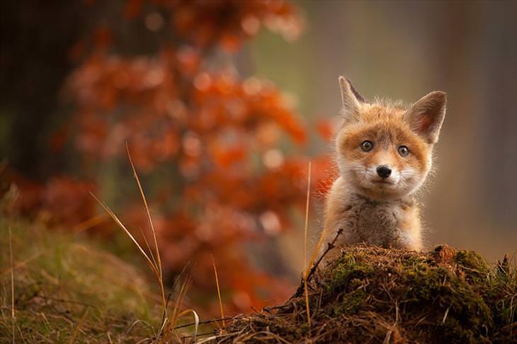 Baby Fox in the fall