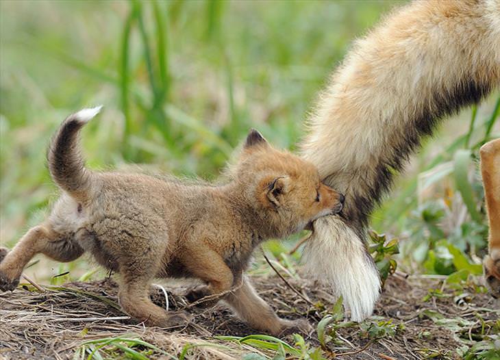 Baby Fox biting mother's tail