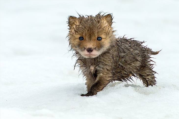 Baby Fox wet in the snow