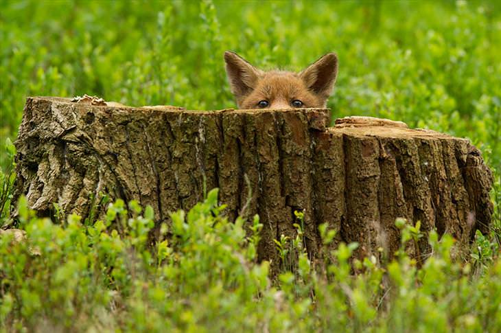 Baby Fox peeking from behind a tree stump