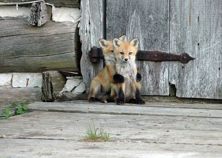 Baby Fox two foxes one hugging the other