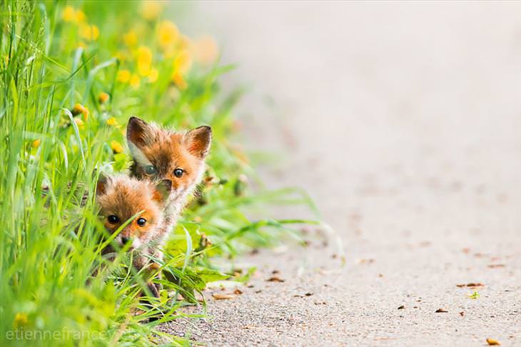 two Baby Foxes peeking from grass
