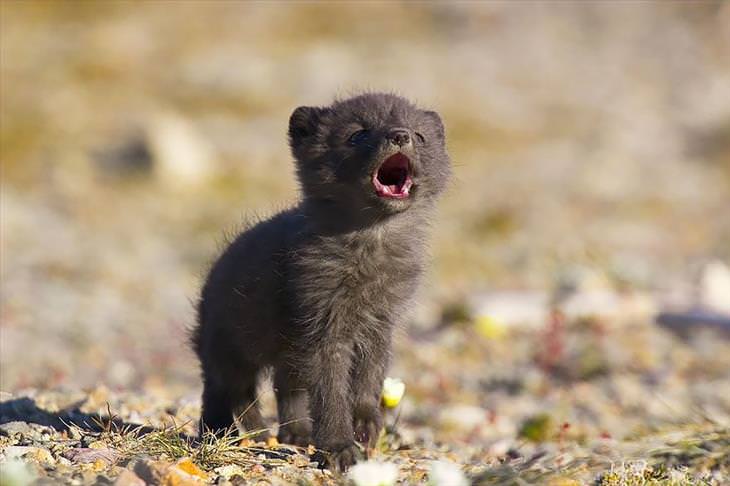 black Baby Fox with mouth open